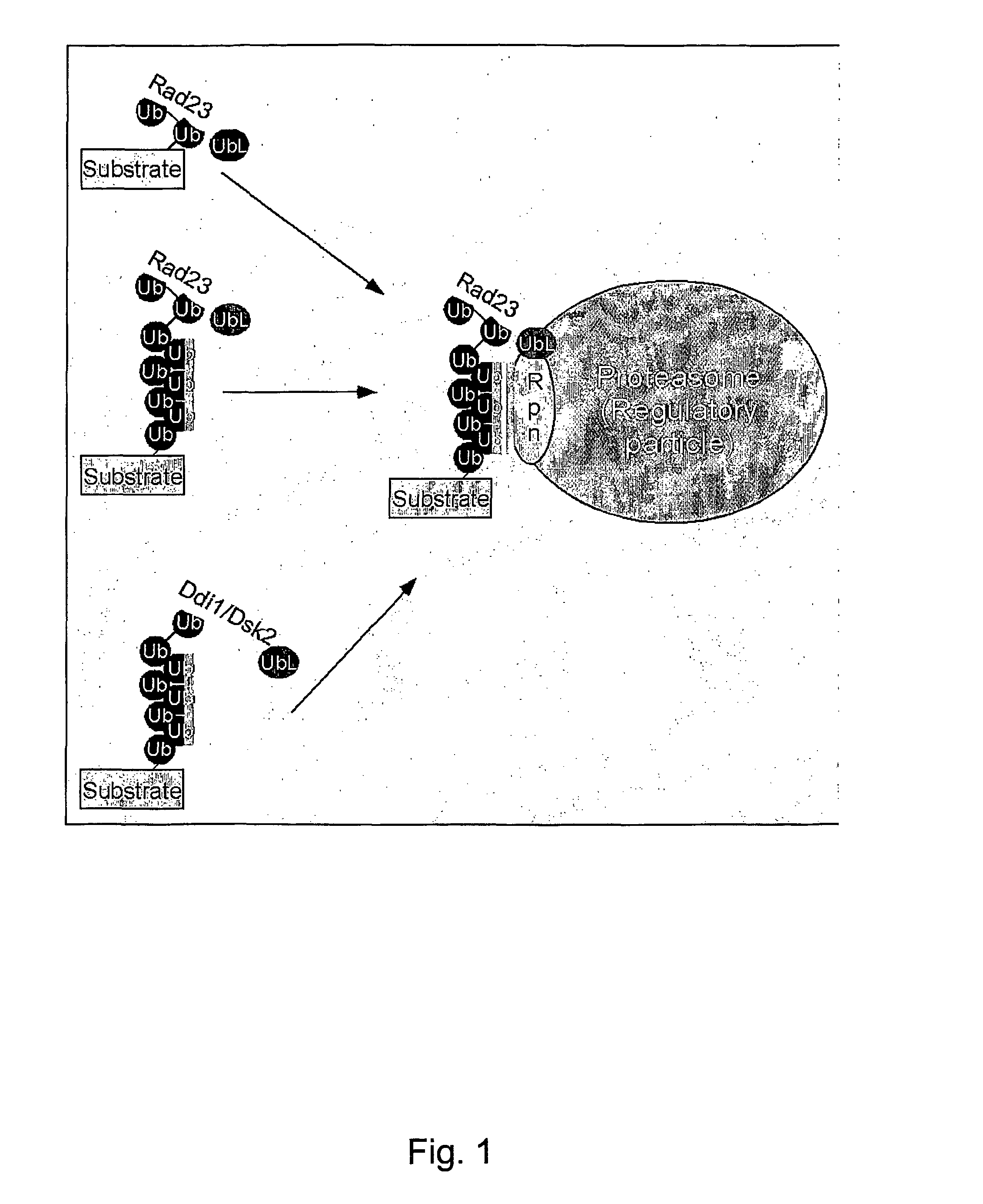 Diagnostic methods for ubiquinated protein profiling