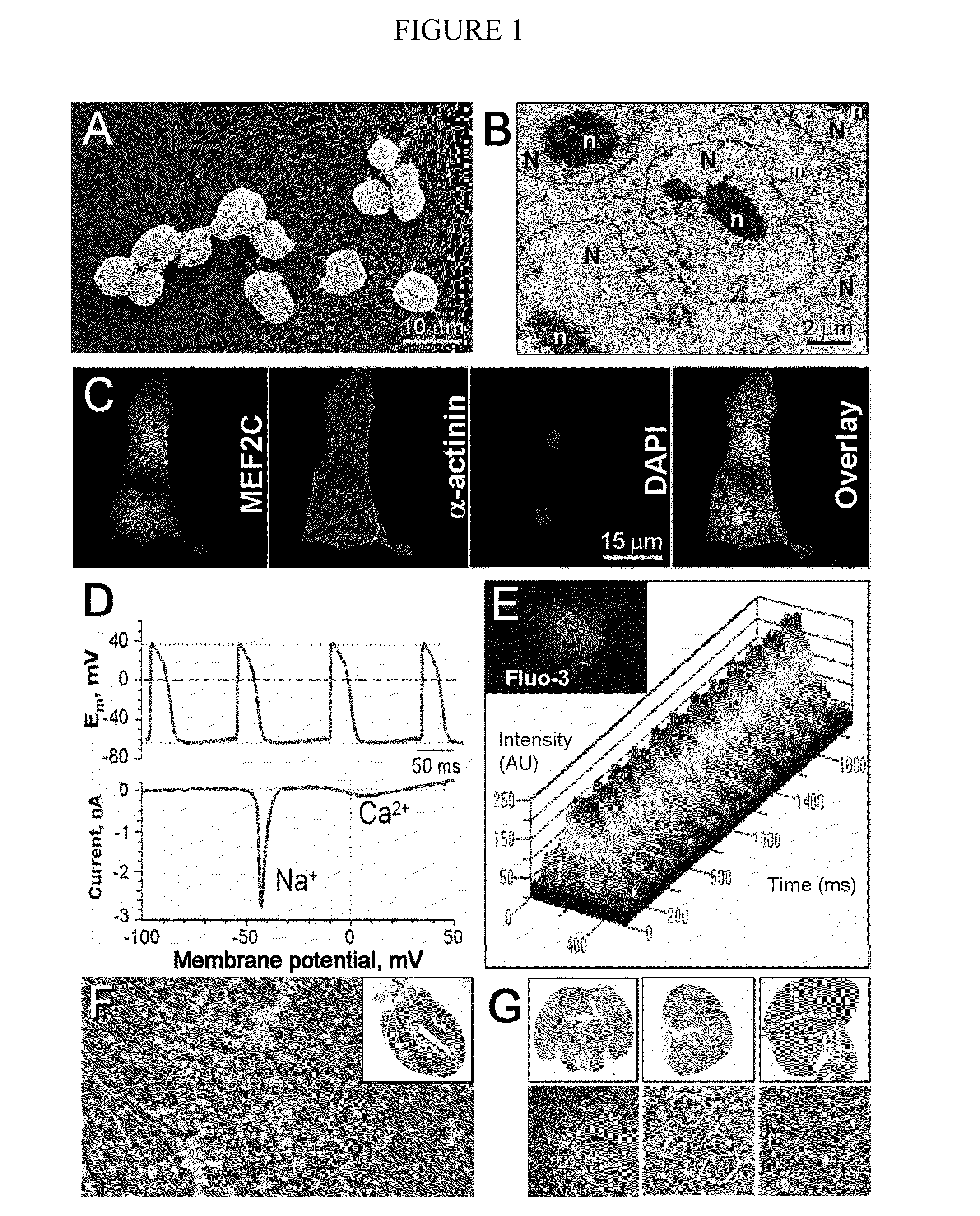 Compositions consisting essentially of TGF-β, BMP-2 FGF-4, leukemia inhibitory factor, IGF-1, IL-6 and H-α-thrombin