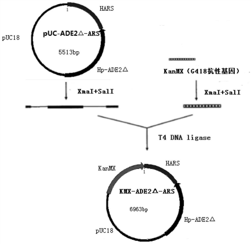 A double-plasmid co-transformation genetically engineered bacteria with high expression of exogenous gene