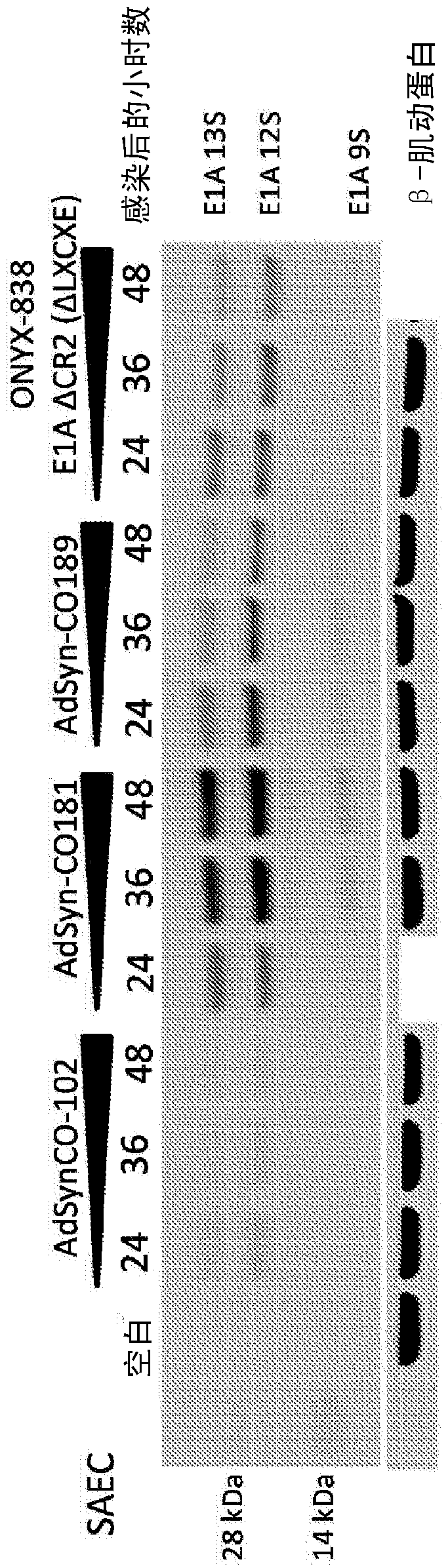 Oncolytic tumor viruses and methods of use