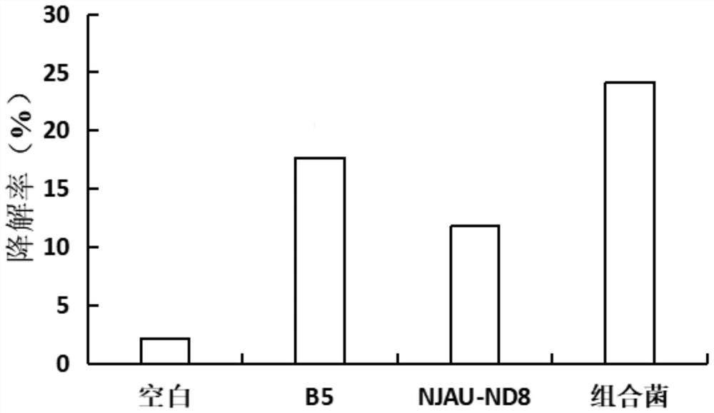 High-temperature-resistant livestock and poultry manure degradation complex microbial inoculant and application thereof