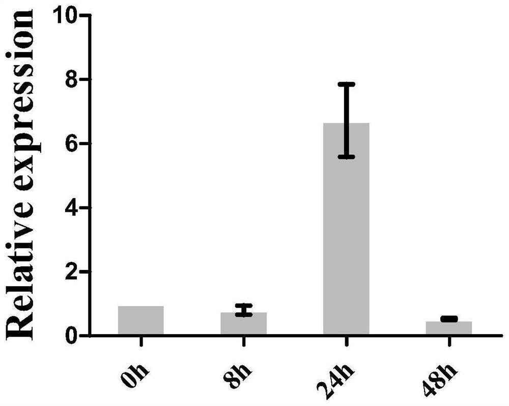 Rice blast resistance related gene OsPLUS3 and application thereof in gene engineering