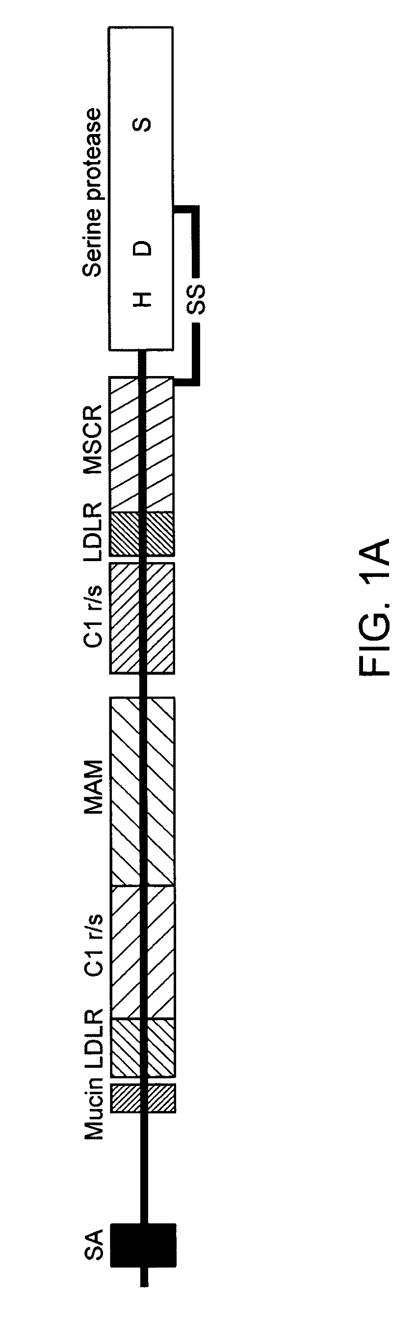 Modified enteropeptidase protein