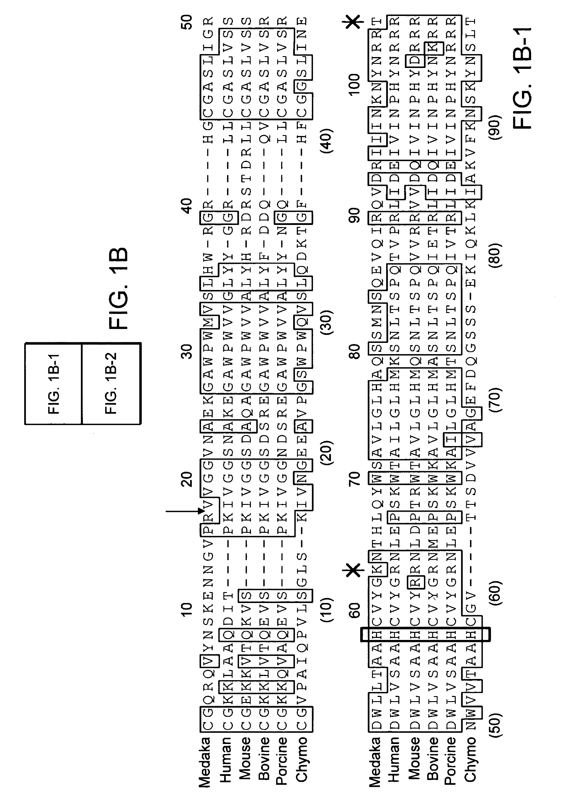 Modified enteropeptidase protein