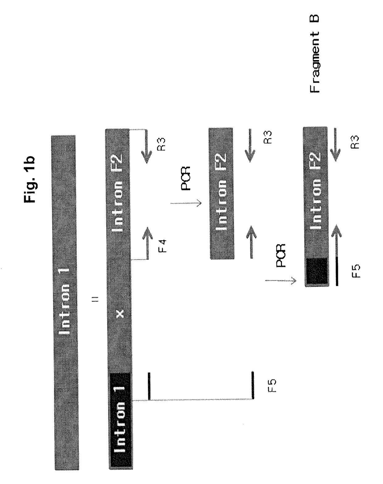 Fusion protein having factor IX activity