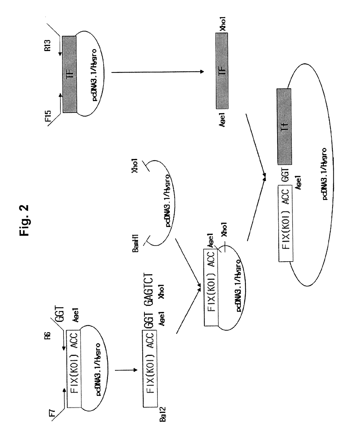 Fusion protein having factor IX activity