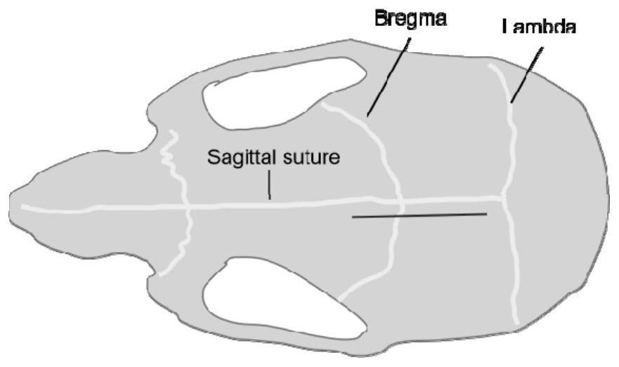 Construction method of corpus callosum cut-off animal model