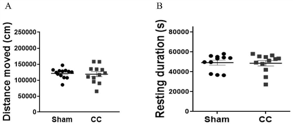 Construction method of corpus callosum cut-off animal model