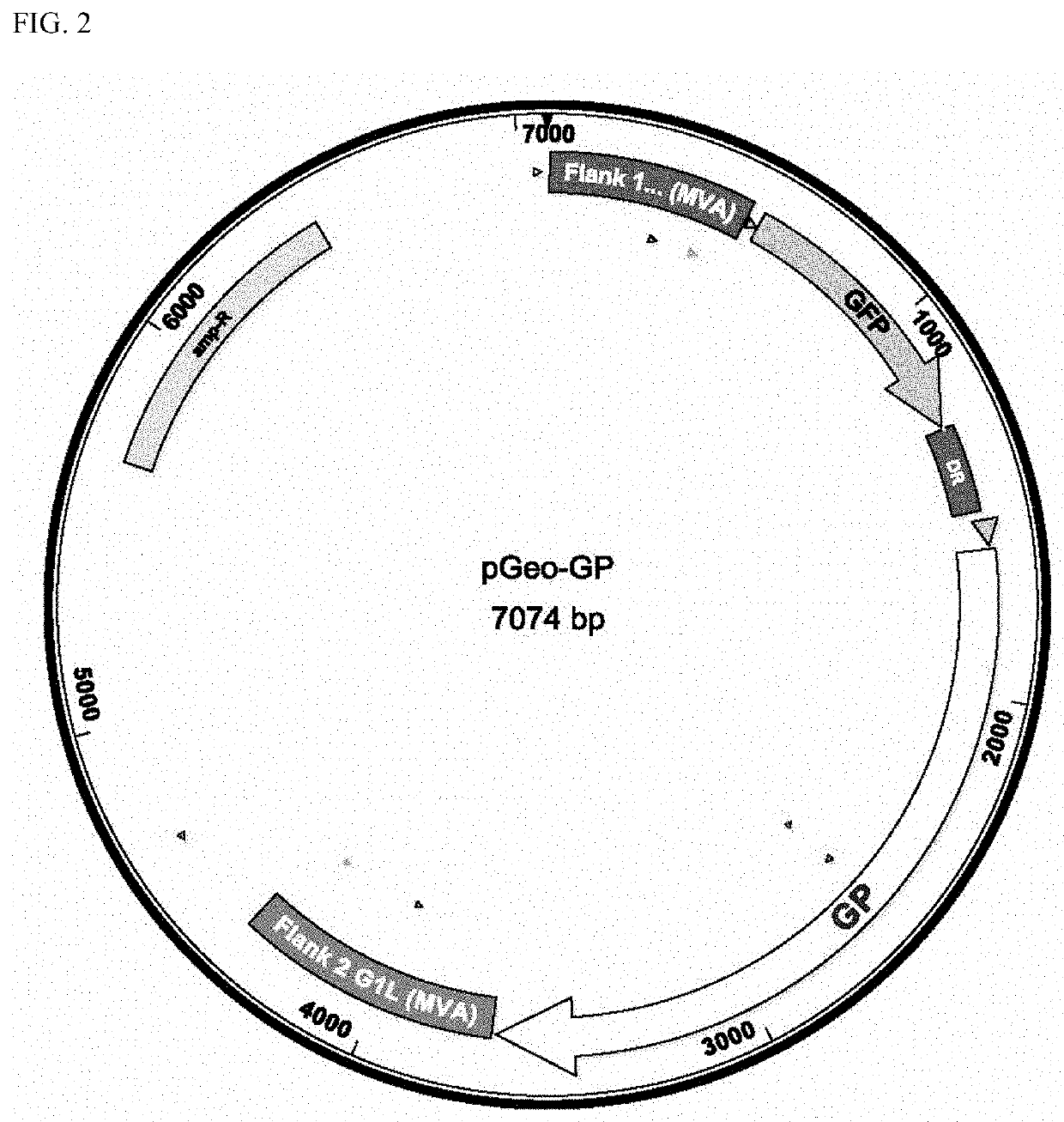 Replication-deficient modified vaccinia ankara (MVA) expressing marburg virus glycoprotein (GP) and matrix protein (VP40)