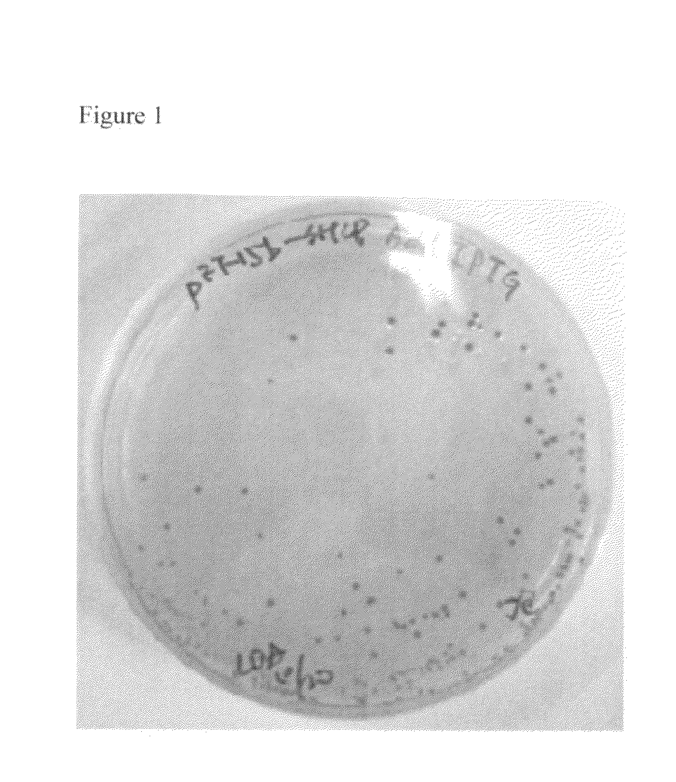 Isolated chromoprotein of stichodactyla haddoni