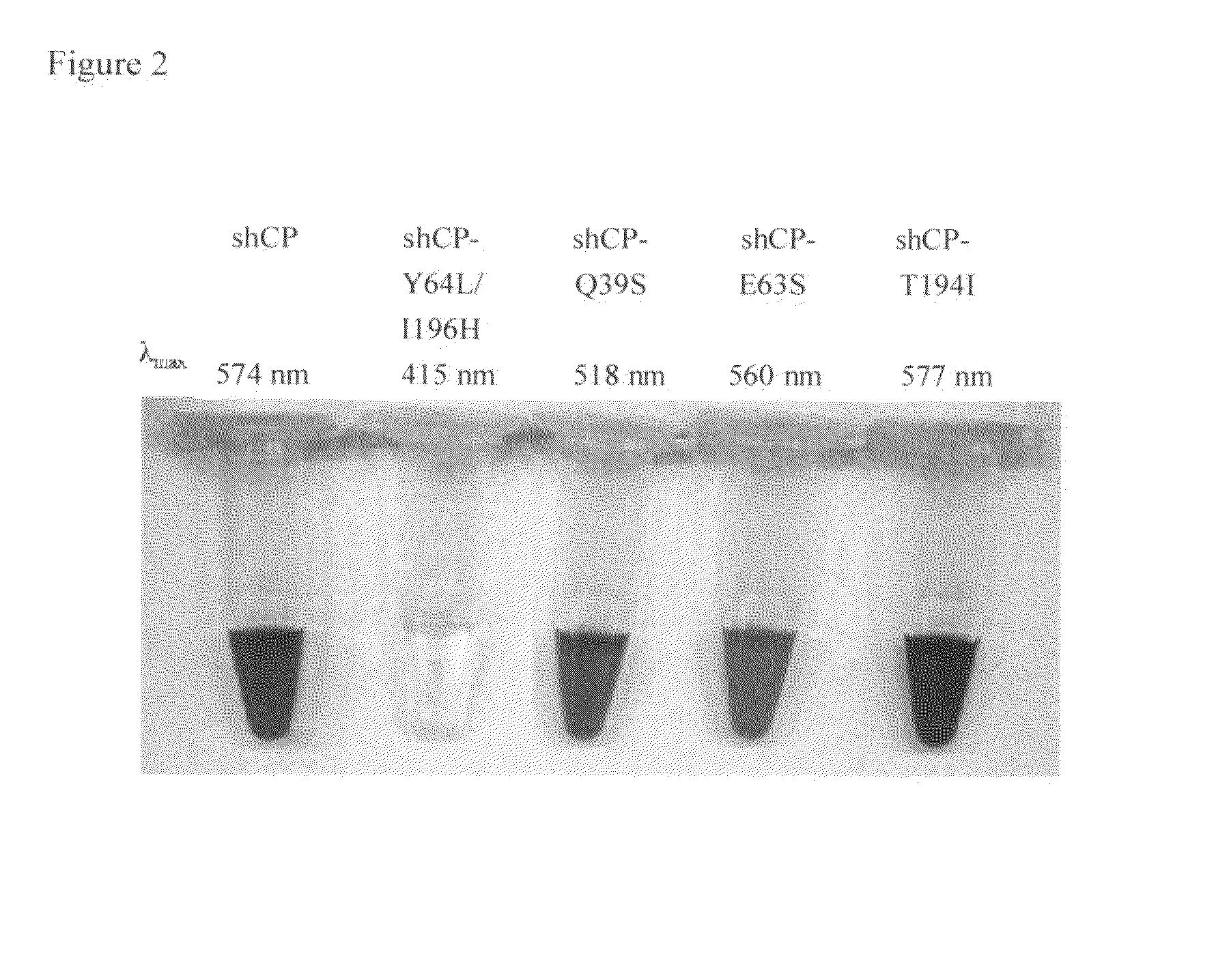 Isolated chromoprotein of stichodactyla haddoni