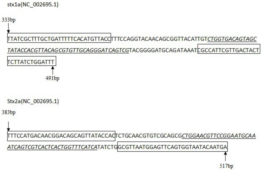 Primer, probe, kit and detection method for detecting real-time fluorescence RAA of shiga toxin-producing escherichia coli