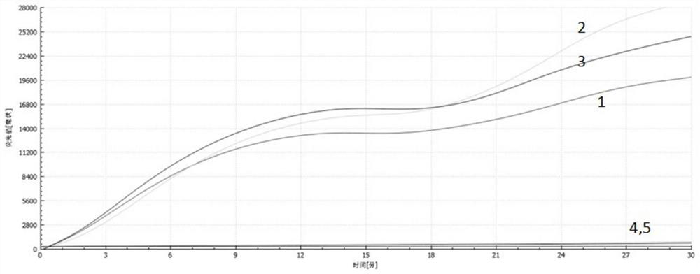 Primer, probe, kit and detection method for detecting real-time fluorescence RAA of shiga toxin-producing escherichia coli