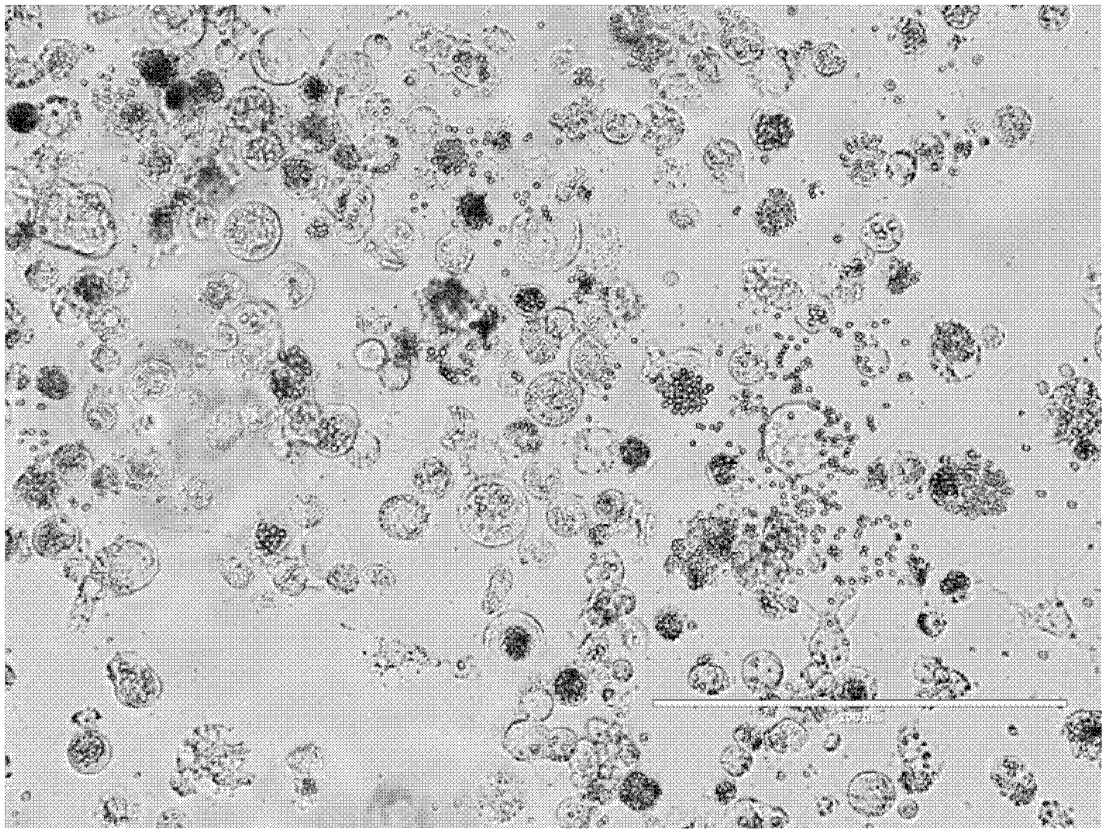 Transgenic insect cell line for high-yield baculovirus, and preparation method and application thereof