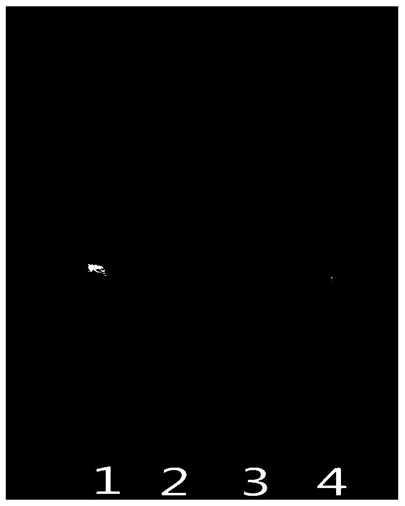 Preparation methods of medicine combination and HPLC fingerprint establishment method thereof