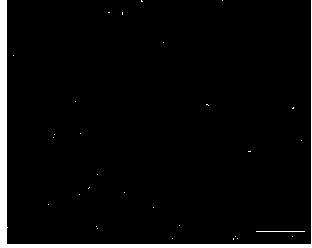 Electrochemical preparation method for ZnS nanocrystalline semiconductor precursor film or semiconductor film