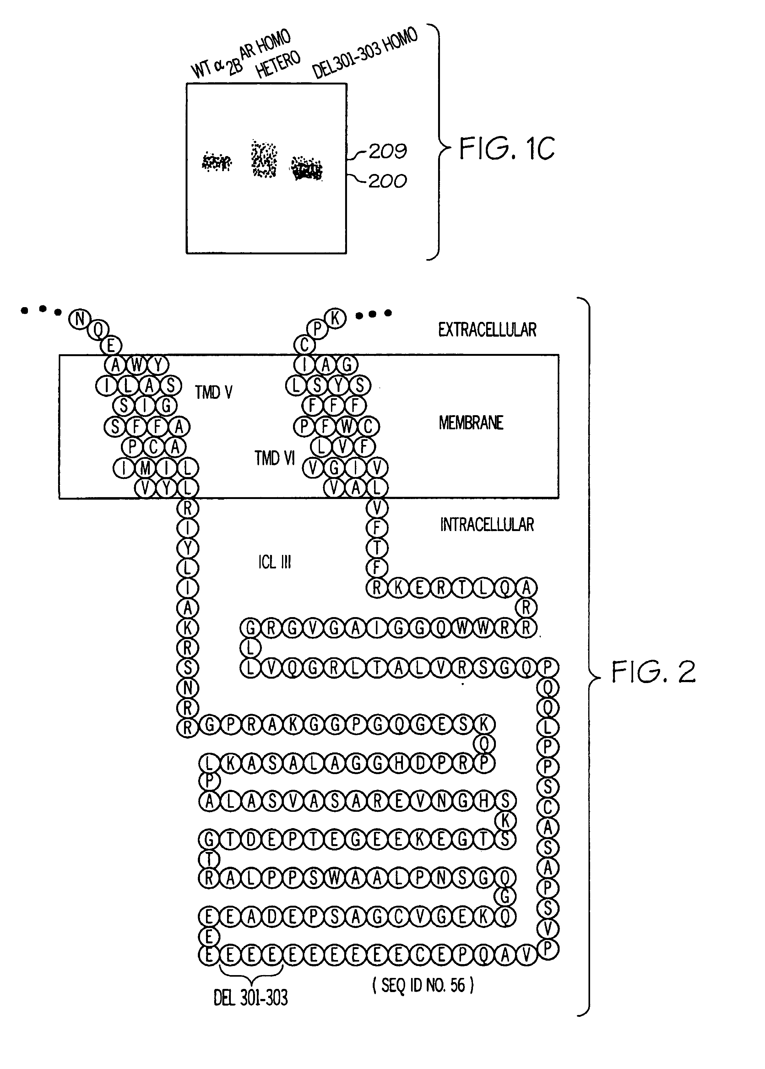 Alpha-2 adrenergic receptor polymorphisms