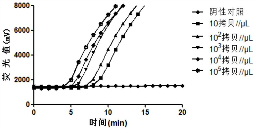 Primer probe composition and kit for real-time fluorescence RAA detection of cyclosporidia DNA and application of primer probe composition and kit