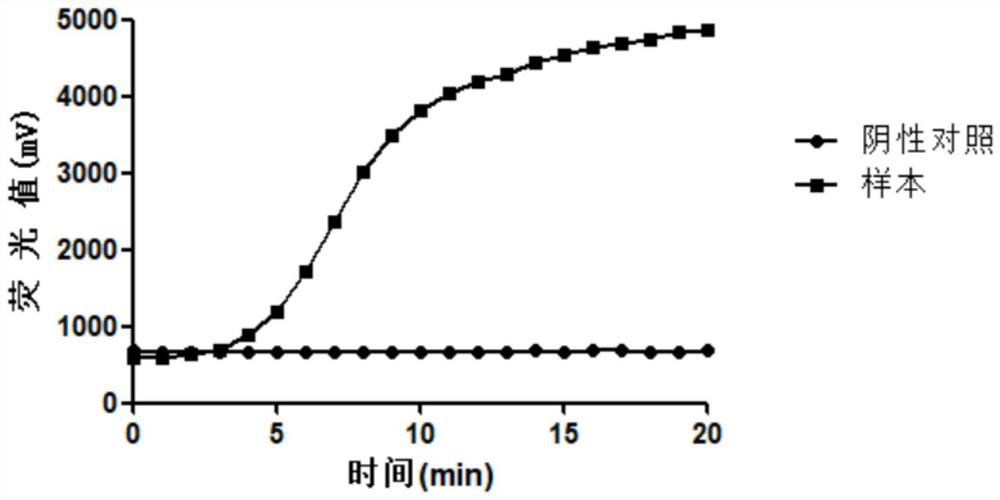 Primer probe composition and kit for real-time fluorescence RAA detection of cyclosporidia DNA and application of primer probe composition and kit