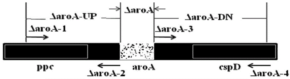 Haemophilus parasuis with double-gene deletion and construction method thereof