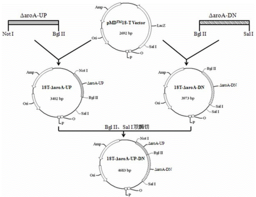 Haemophilus parasuis with double-gene deletion and construction method thereof