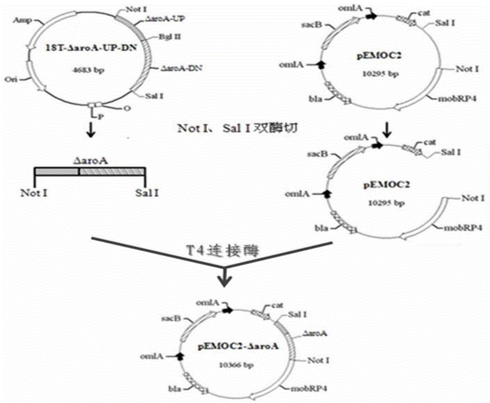 Haemophilus parasuis with double-gene deletion and construction method thereof