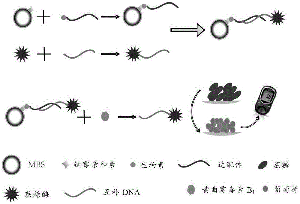 Method for quantitatively detecting aflatoxin B1