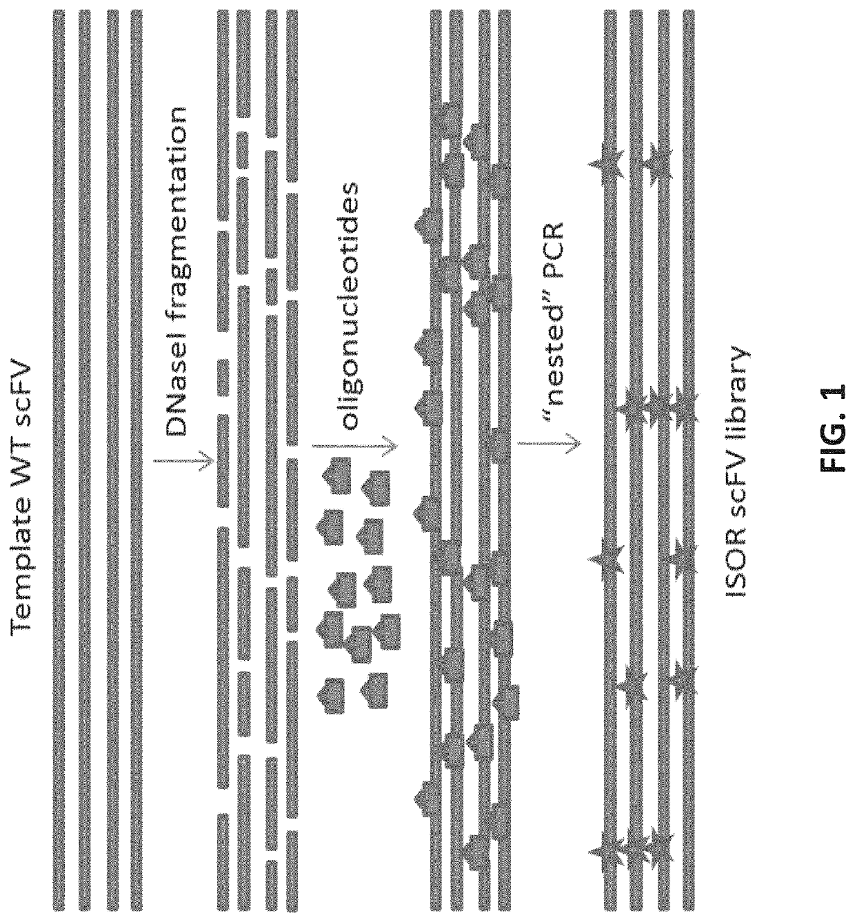 Methods of de-epitoping wheat proteins and use of same for the treatment of celiac disease