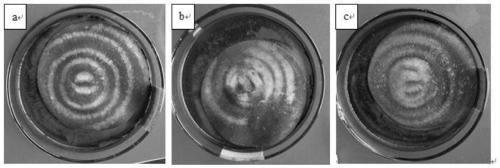 Preparation method of polydopamine concentric ring structure color film