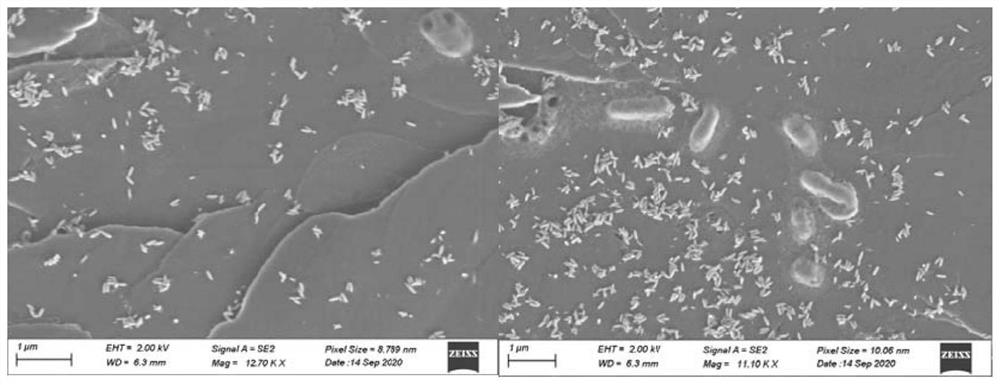 Polydopamine hair dye and preparation method therefor