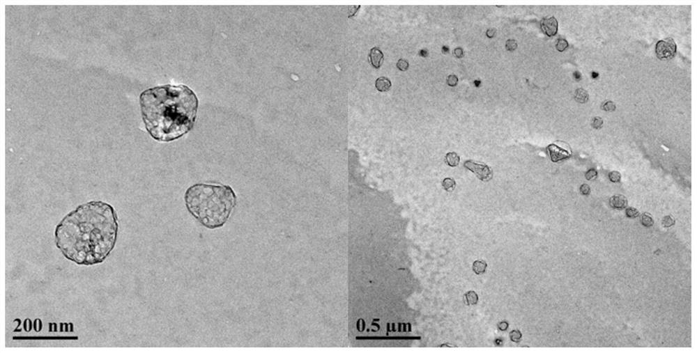 Polydopamine hair dye and preparation method therefor