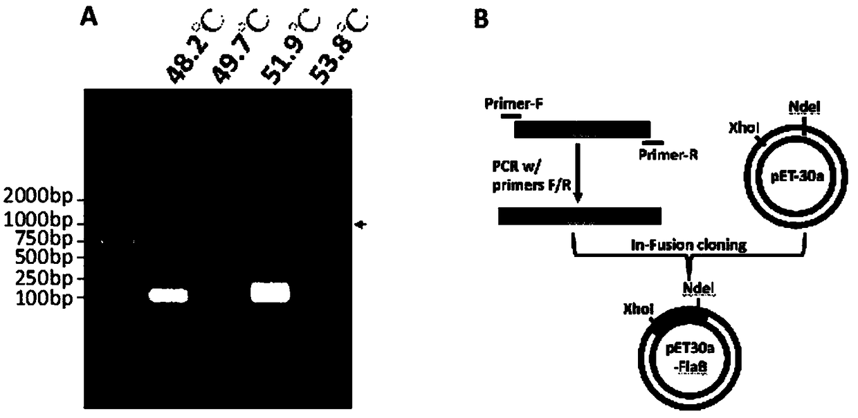 Obtaining mode and application of borrelia burgdorferi flagellin FlaB antibody