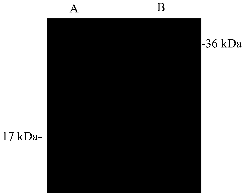 Bovine monocyte chemoattractant protein-1 hybridoma cell line, its secreted monoclonal antibody and its application