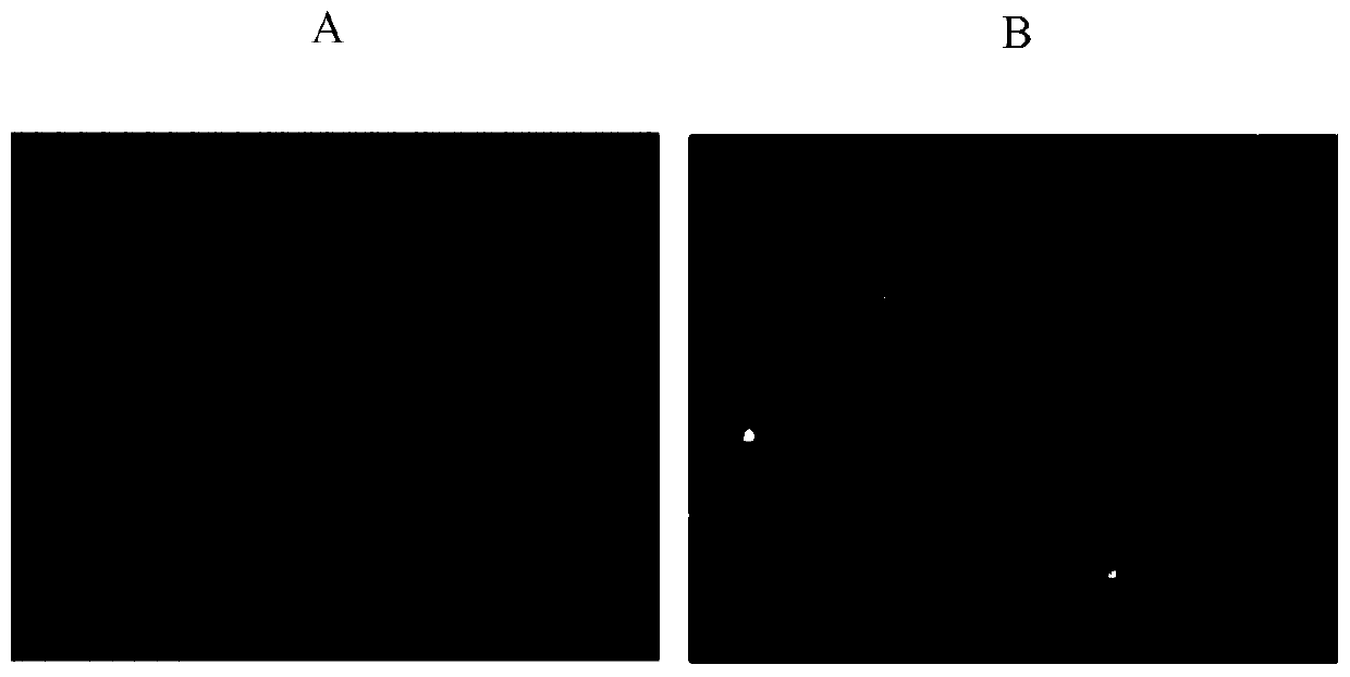 Bovine monocyte chemoattractant protein-1 hybridoma cell line, its secreted monoclonal antibody and its application