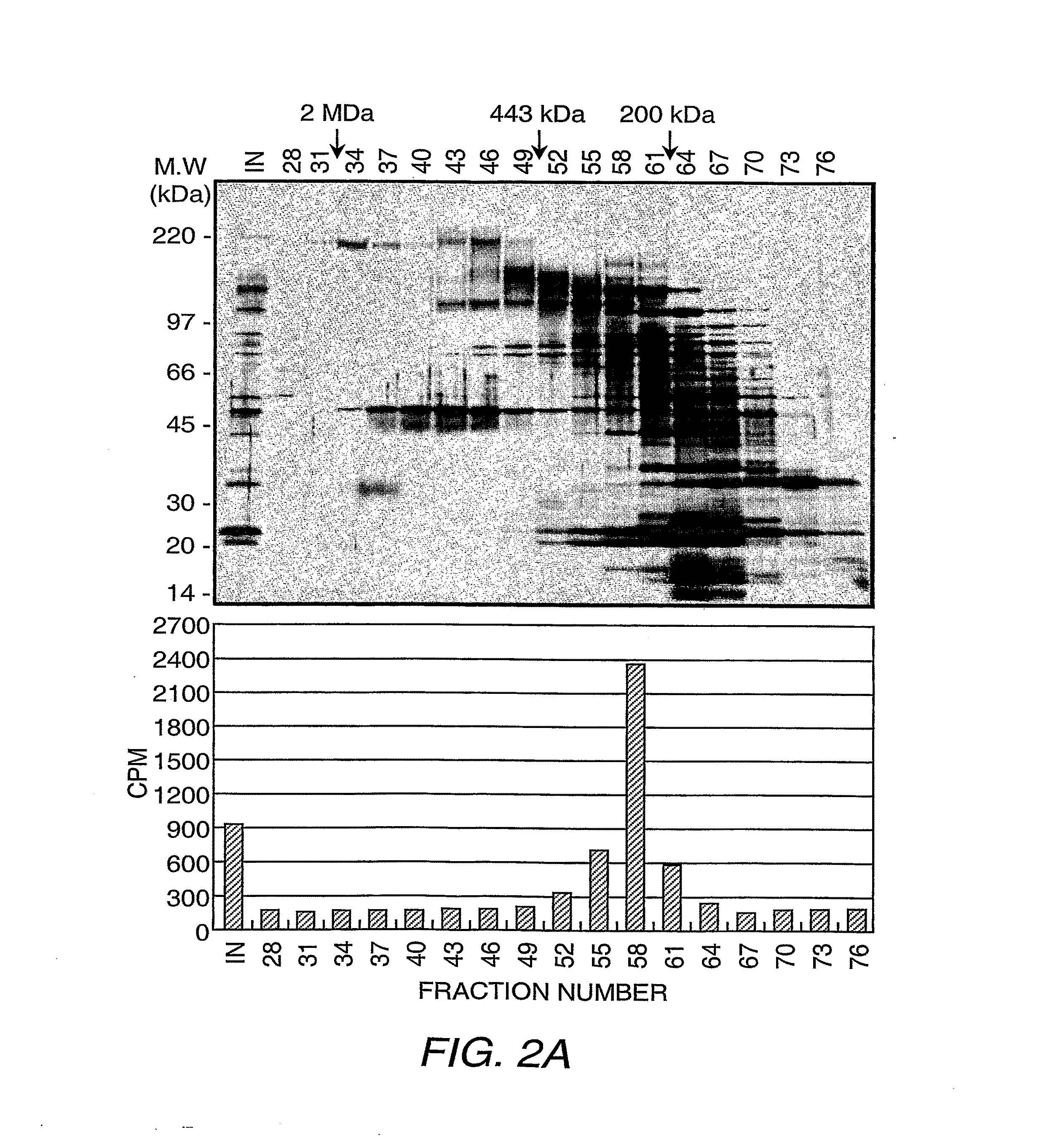 Protein Demethylases Comprising a JMJC Domain