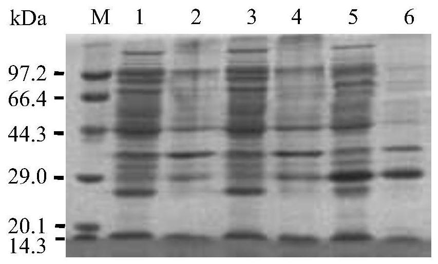 Optimized PCV2d ORF2 gene and preparation method of virus-like particles