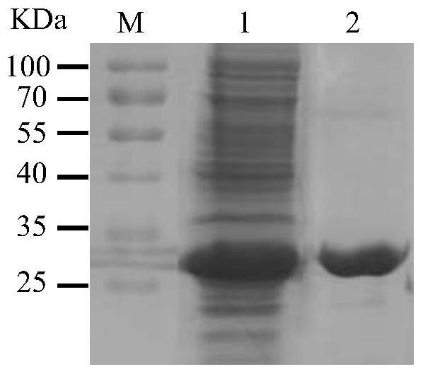 Optimized PCV2d ORF2 gene and preparation method of virus-like particles