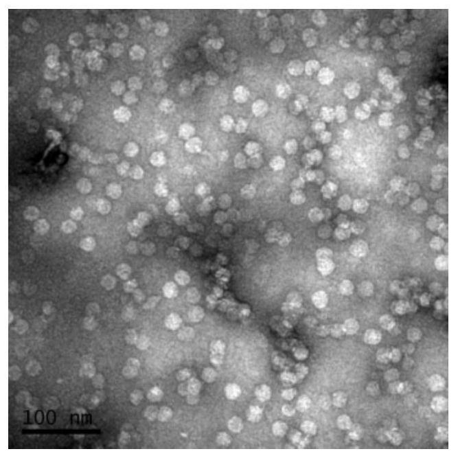 Optimized PCV2d ORF2 gene and preparation method of virus-like particles