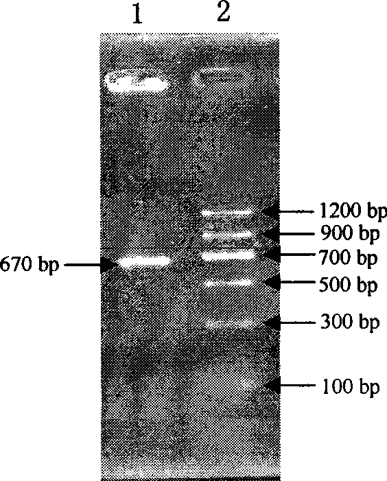 Sinorhizobium sp. and application thereof