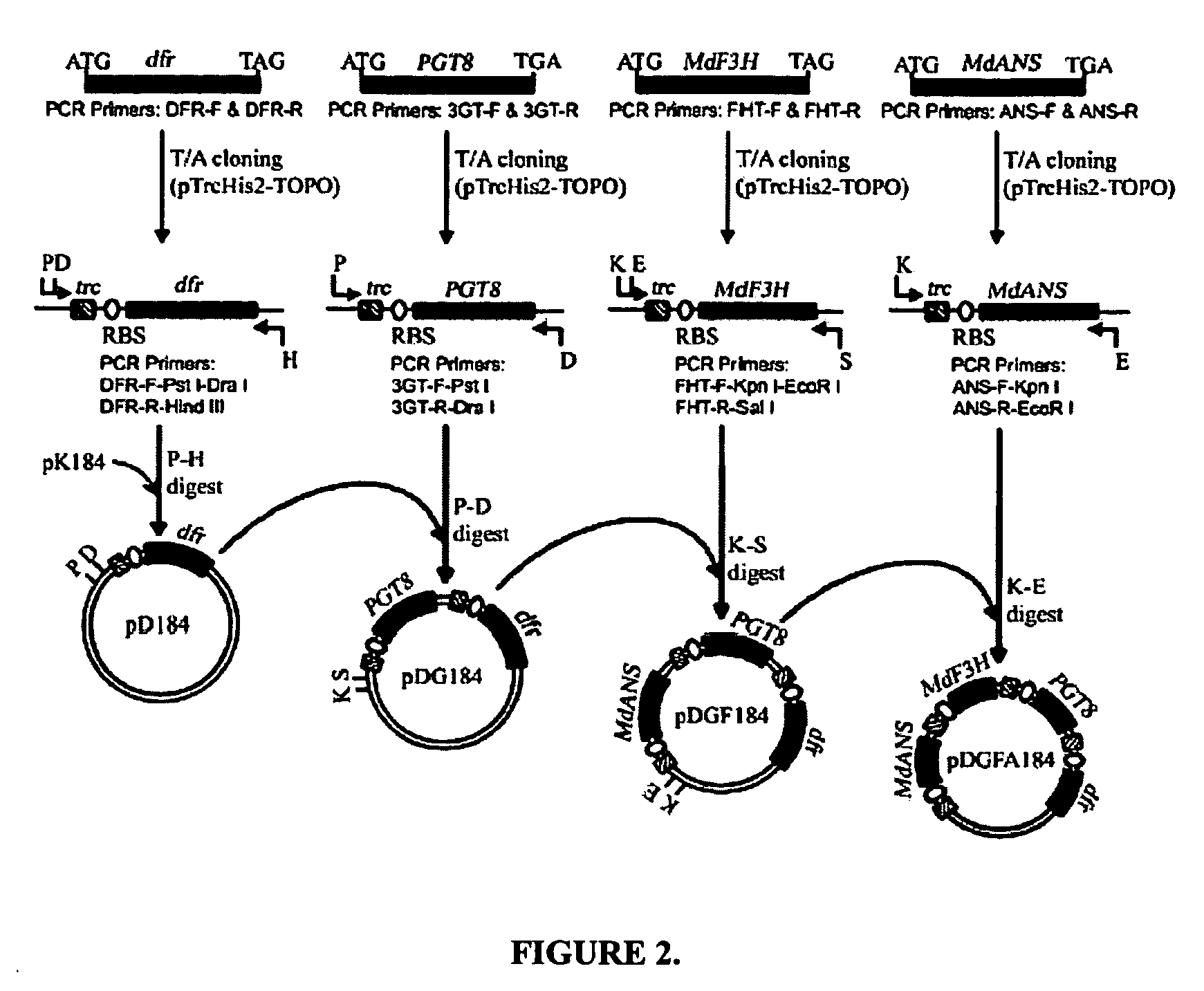 Production of flavonoids by recombinant microorganisms