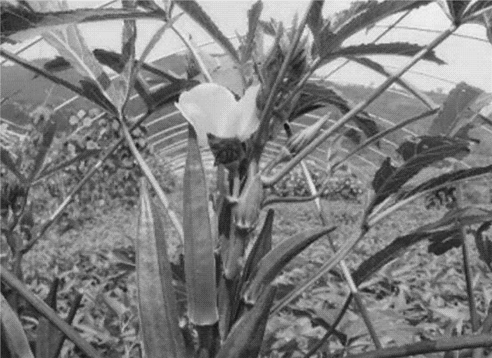 Special ecological okra fertilizer