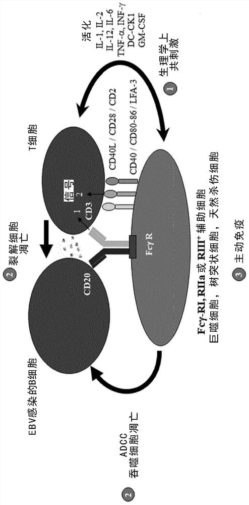 Pharmaceutical preparation for use in treating epstein-barr virus positive patients with reactivation phenomenon-associated diseases