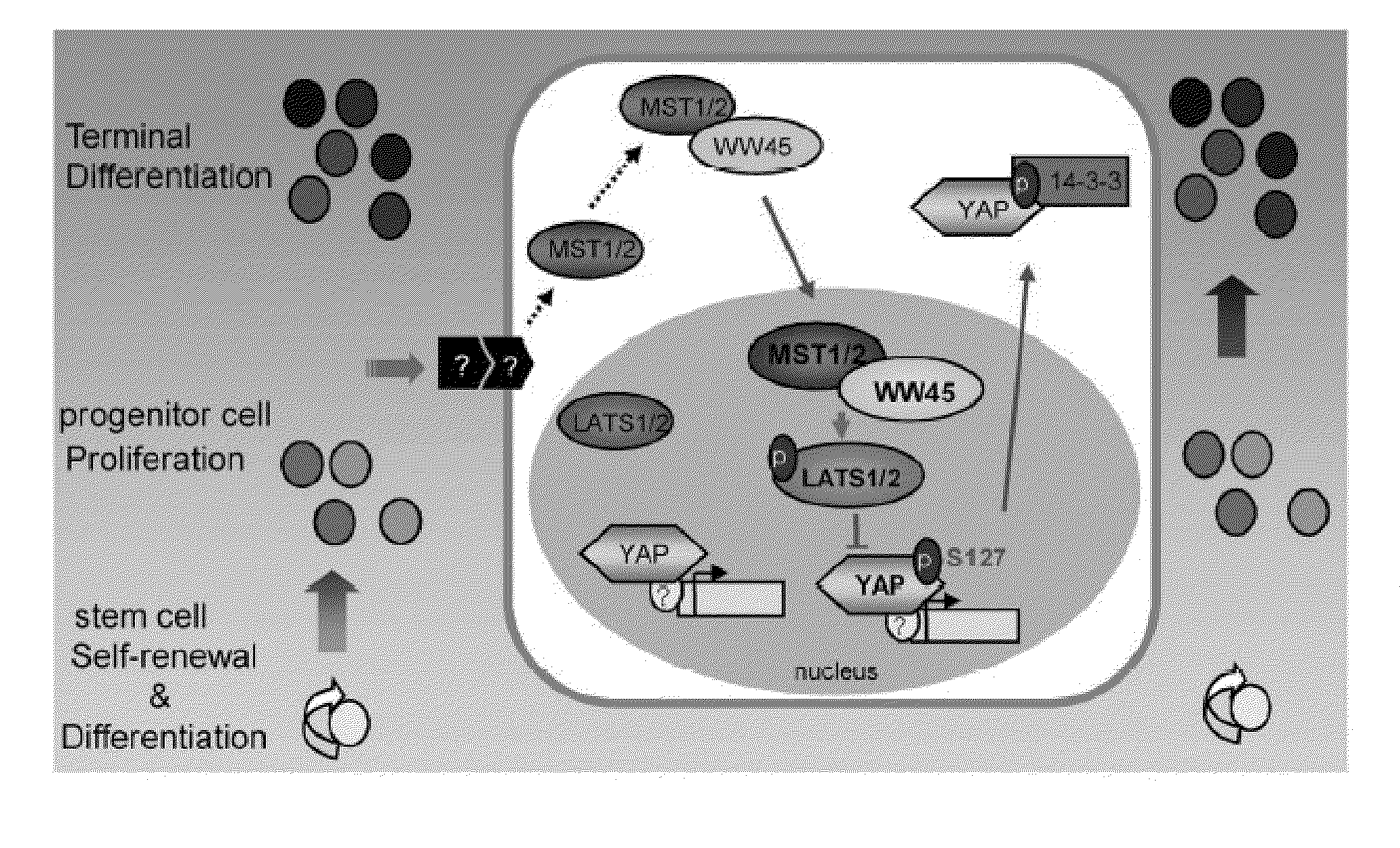 Methods of regulating differentiation in mammals