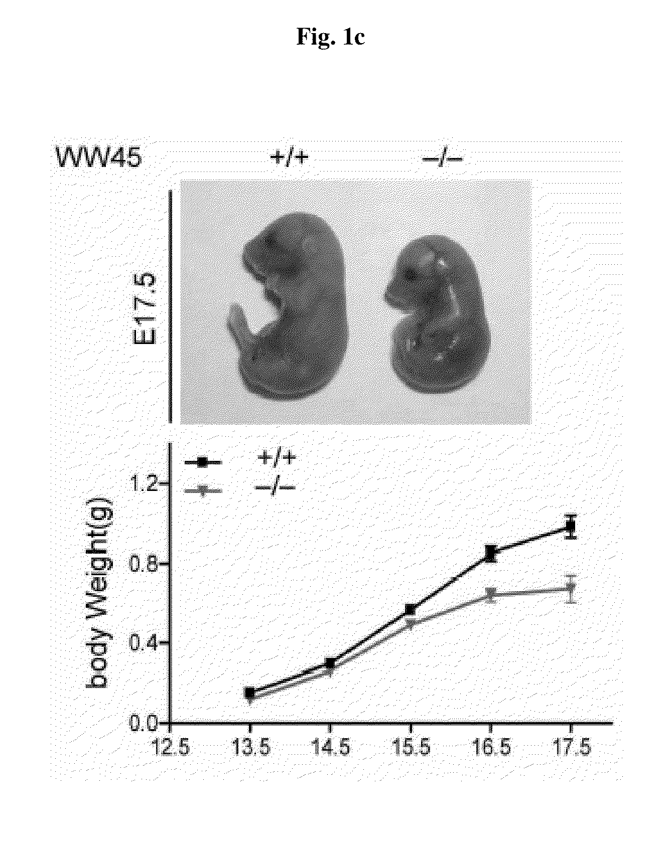 Methods of regulating differentiation in mammals