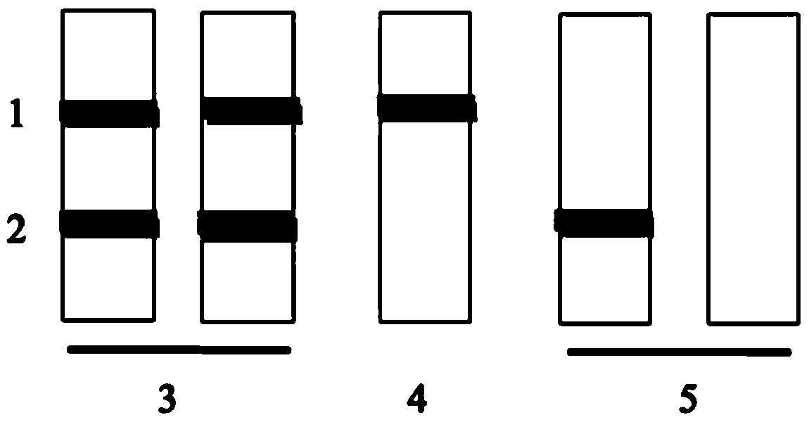 Colloidal gold immunochromatography kit for quickly detecting ovarian cancer tumor marker Legumain and preparation method of kit