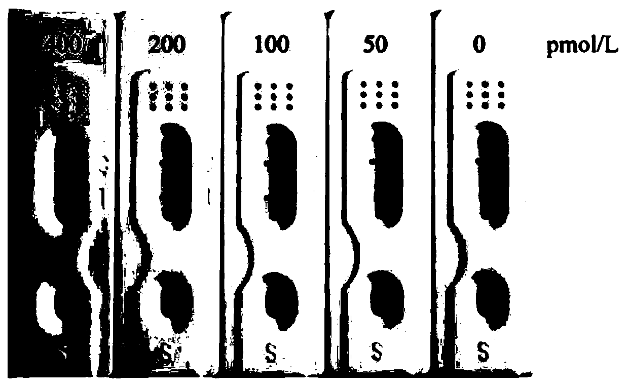 Colloidal gold immunochromatography kit for quickly detecting ovarian cancer tumor marker Legumain and preparation method of kit