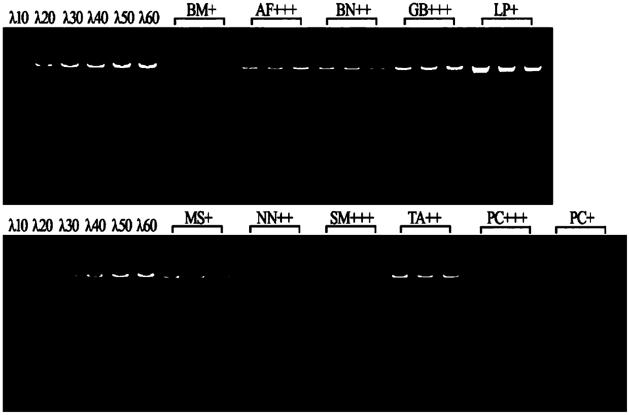 Non-toxic extracting solution composition GNR.1 and extracting method for efficiently extracting plant genome DNA