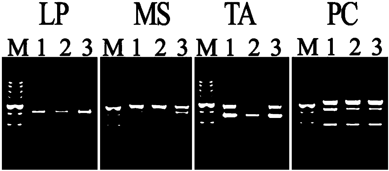 Non-toxic extracting solution composition GNR.1 and extracting method for efficiently extracting plant genome DNA