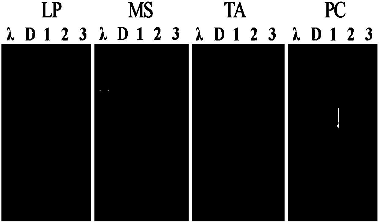 Non-toxic extracting solution composition GNR.1 and extracting method for efficiently extracting plant genome DNA