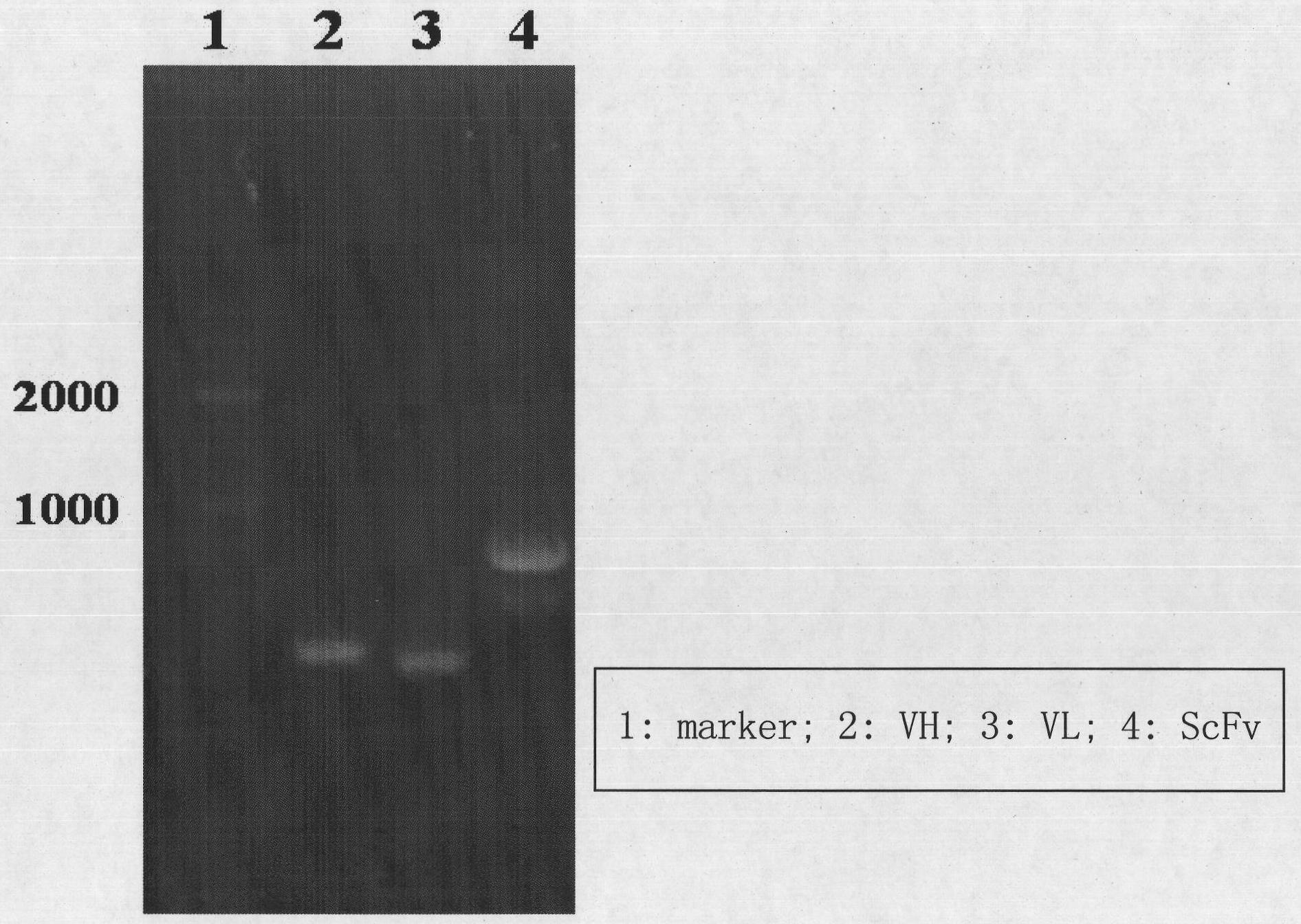 Anti-DON single-chain antibody ScFv and preparing method and application thereof